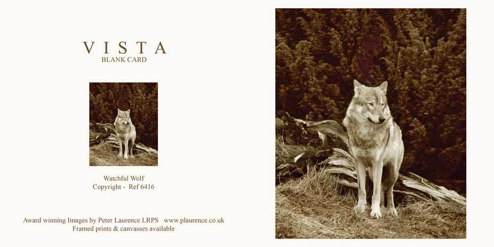 IMG_6416-tint.jpg - Watchful Wolf Ref 6416