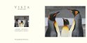 King Penguins In Antartica